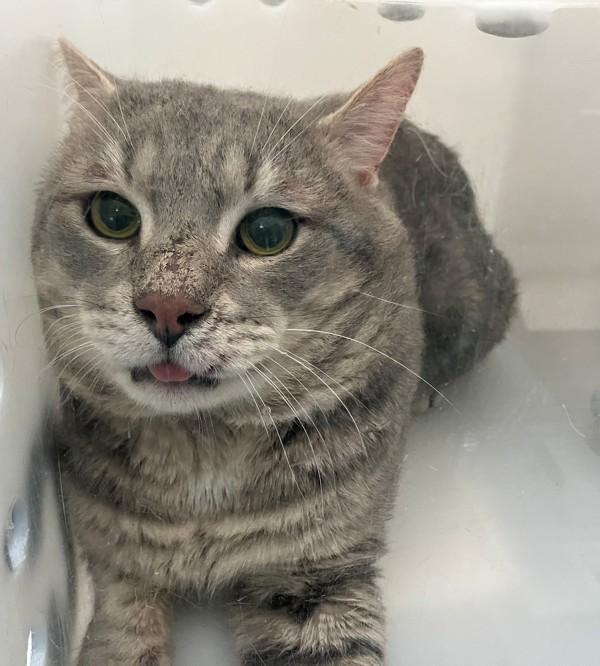Enlarge Dusty, a Adoptable mixed breed in Staten Island, NY image 2/2