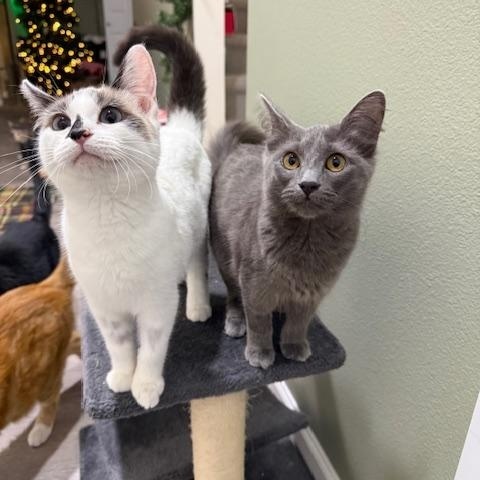 Meeka, a ADOPTABLE Domestic Medium Hair in Olympia, WA image 2/2