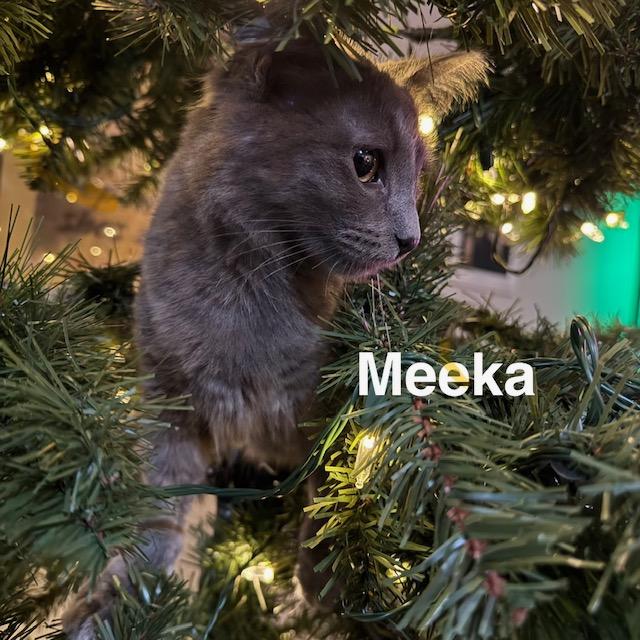 Meeka, ADOPTABLE, Young Female Domestic Medium Hair.