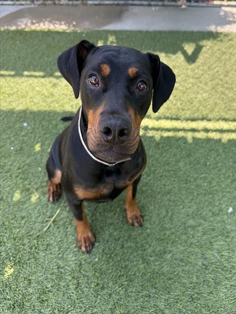 Enlarge SWEET PEA, a Adoptable mixed breed in Agoura, CA image 1/1