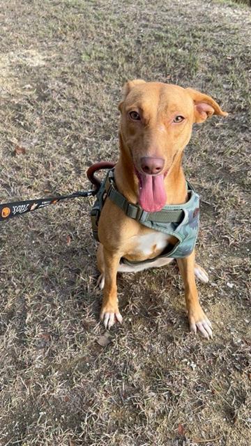 DARLA, Adoptable, Young Female Vizsla & Mixed Breed.