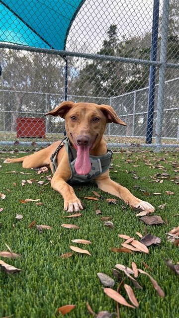 Enlarge DARLA, a Adoptable mixed breed in Baytown, TX image 1/1