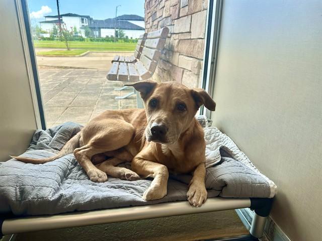 Enlarge ANDY, a Adoptable mixed breed in Pasadena, TX image 1/1
