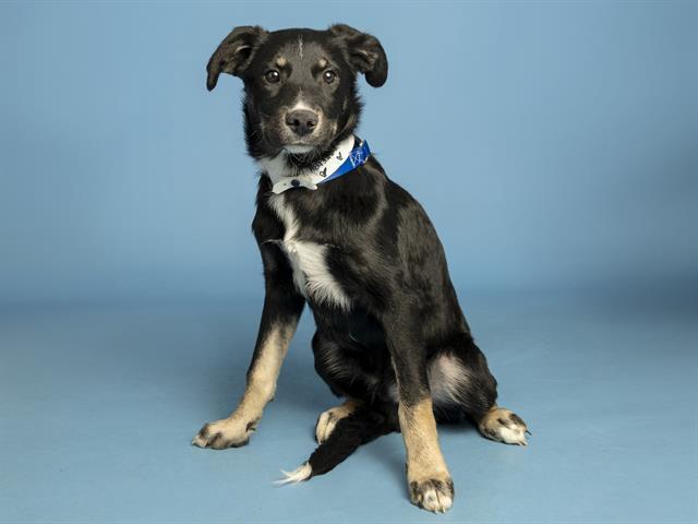 CHRIS, Adoptable, Puppy Male Siberian Husky.