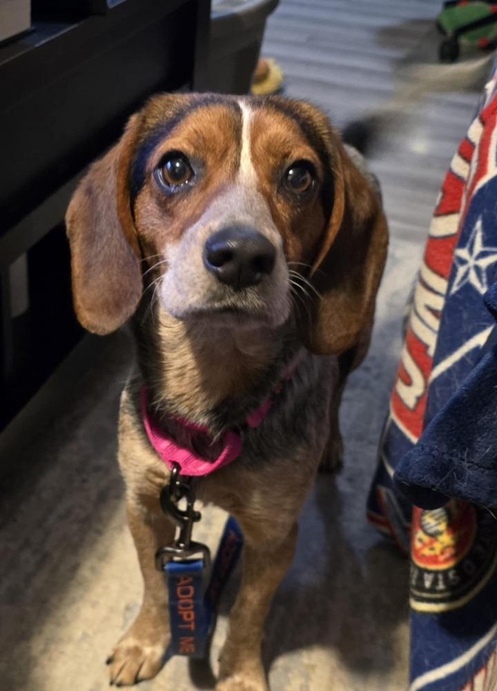 Clover, a Adoptable mixed breed in Grand Rapids, MI image 1/4