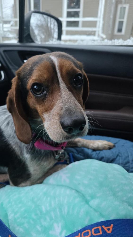 Clover, a Adoptable mixed breed in Grand Rapids, MI image 2/4