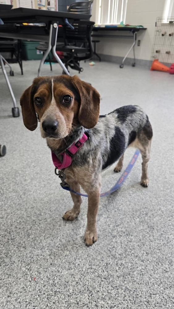 Clover, a Adoptable mixed breed in Grand Rapids, MI image 4/4