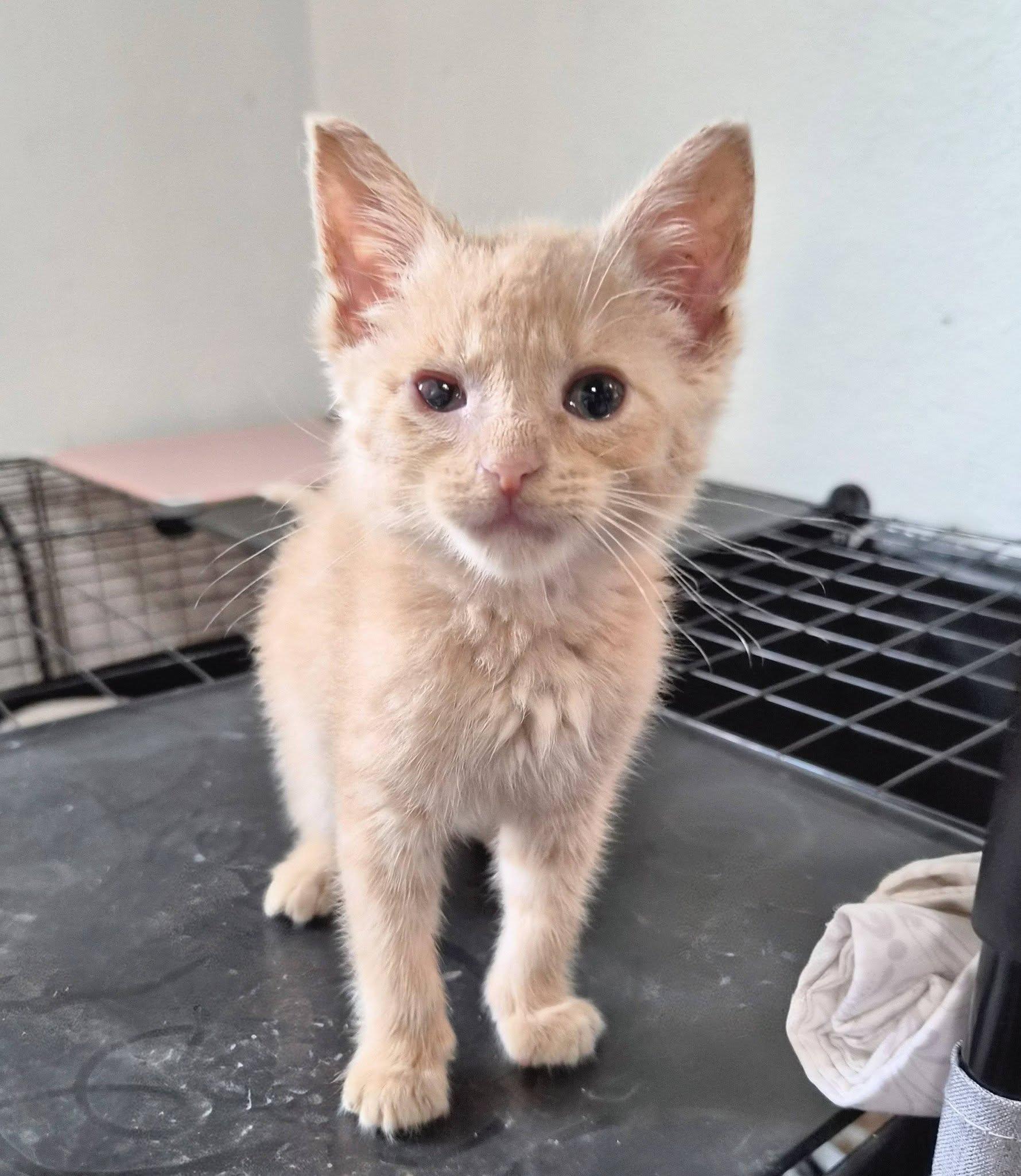 Chandler, Adoptable, Young Male American Shorthair.