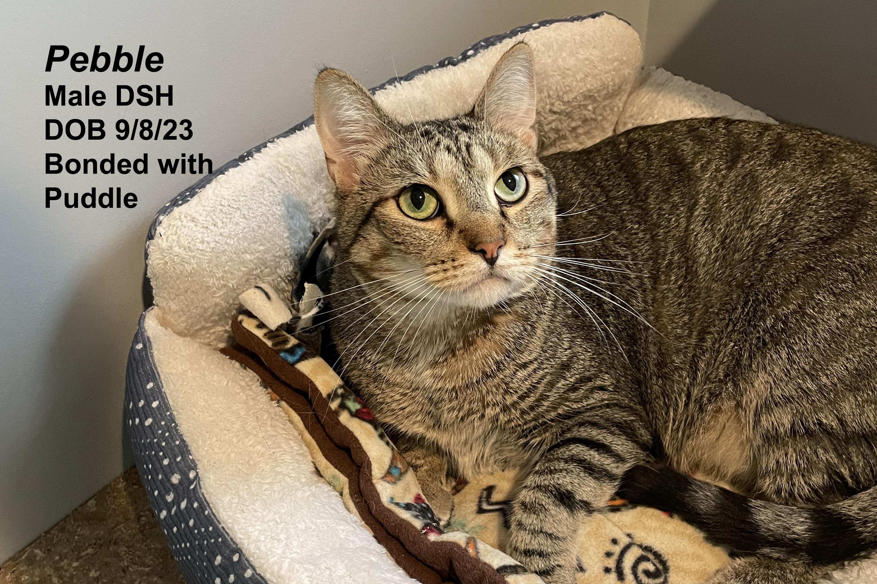 Pebble, Adopted, Young Male Domestic Short Hair.