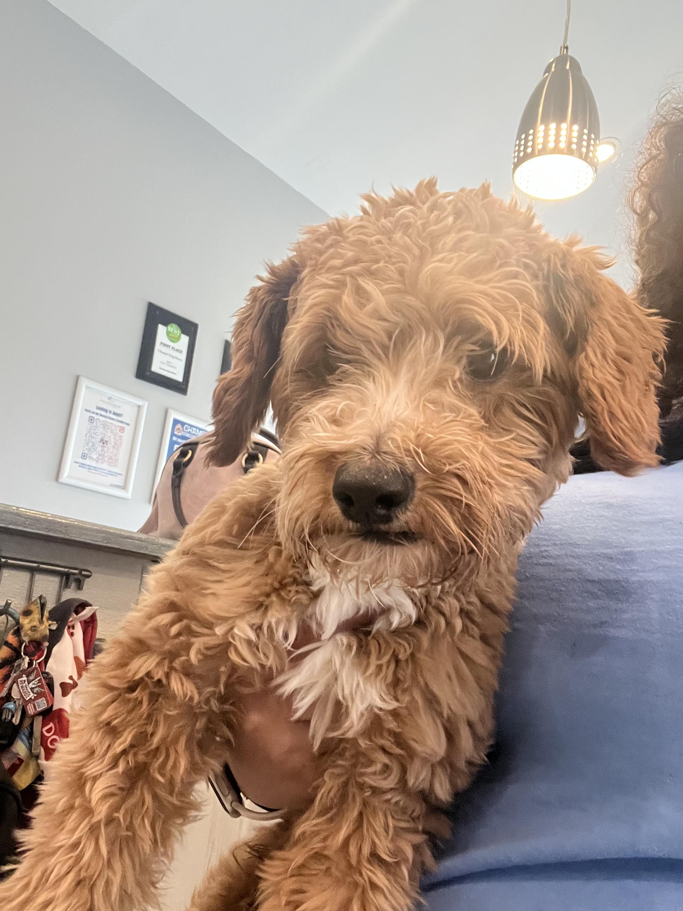 Cannoli, adopted, Puppy Male Goldendoodle.