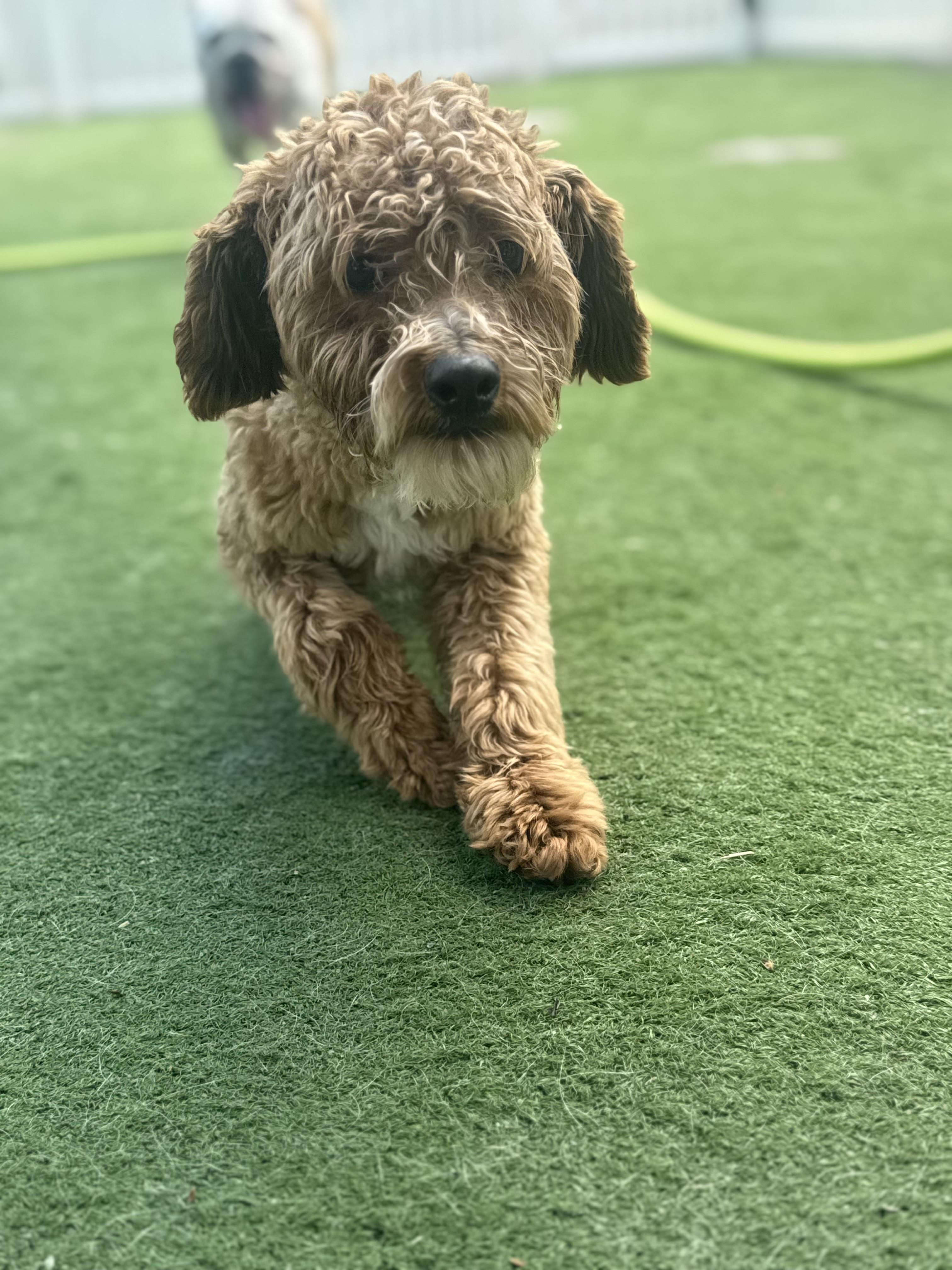Enlarge Cannoli, an adopted Goldendoodle in Medford, NJ image 2/3