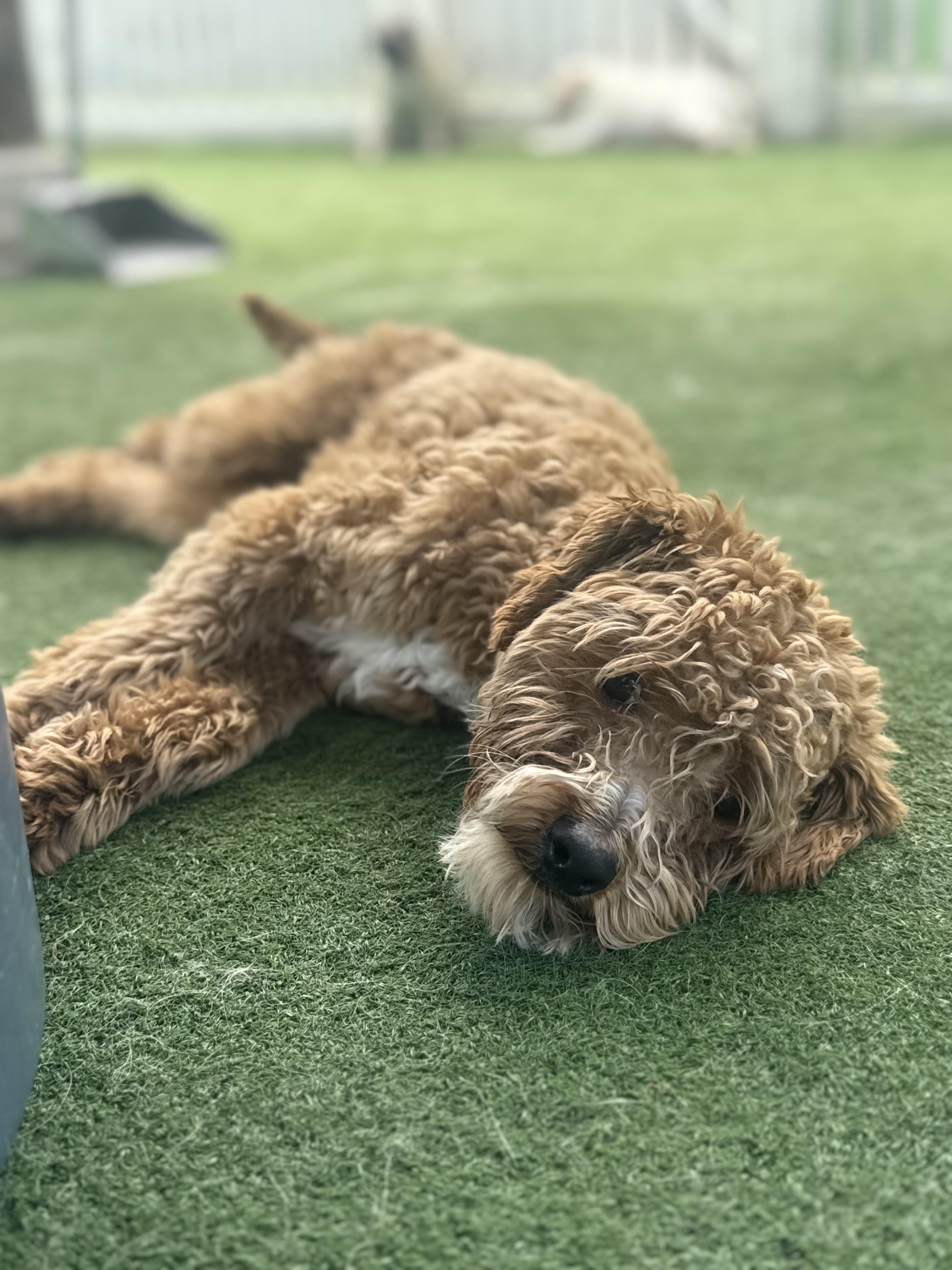 Enlarge Cannoli, an adopted Goldendoodle in Medford, NJ image 3/3
