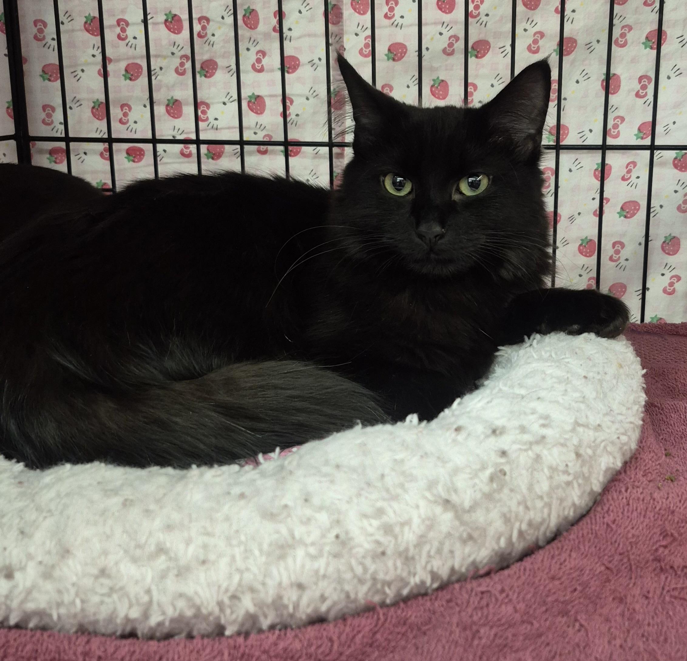 Enlarge Catti LaBelle, a ADOPTABLE mixed breed in Albuquerque, NM image 1/1