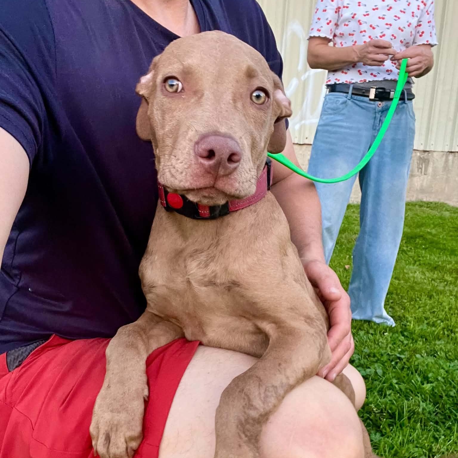 Enlarge Harvey, a Adoptable mixed breed in Williston, VT image 6/6
