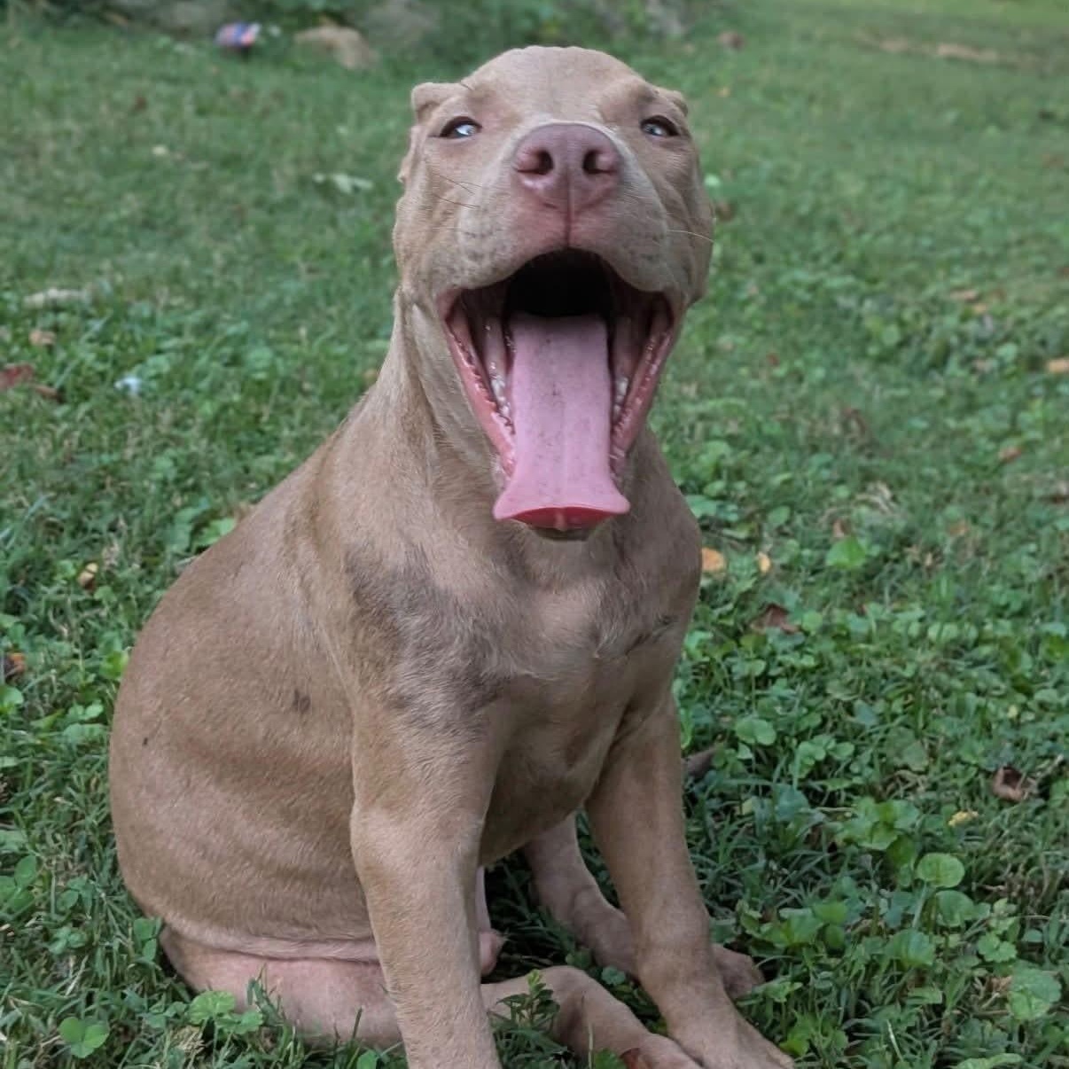Enlarge Harvey, a Adoptable mixed breed in Williston, VT image 3/6