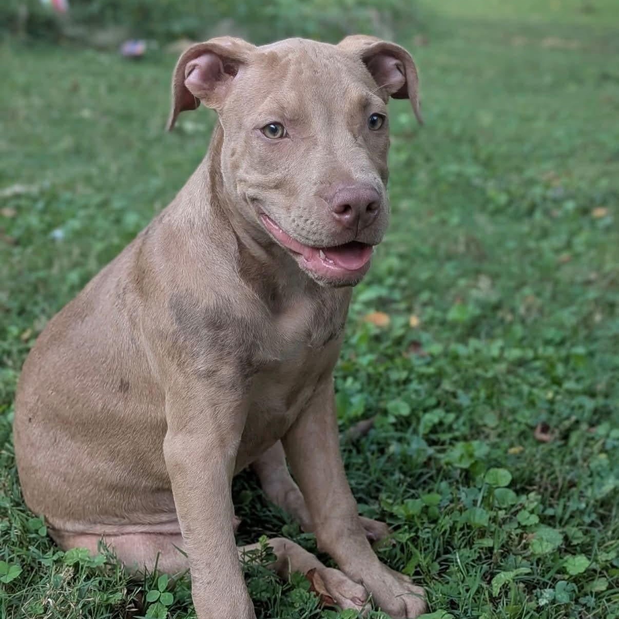 Enlarge Harvey, a Adoptable mixed breed in Williston, VT image 2/6