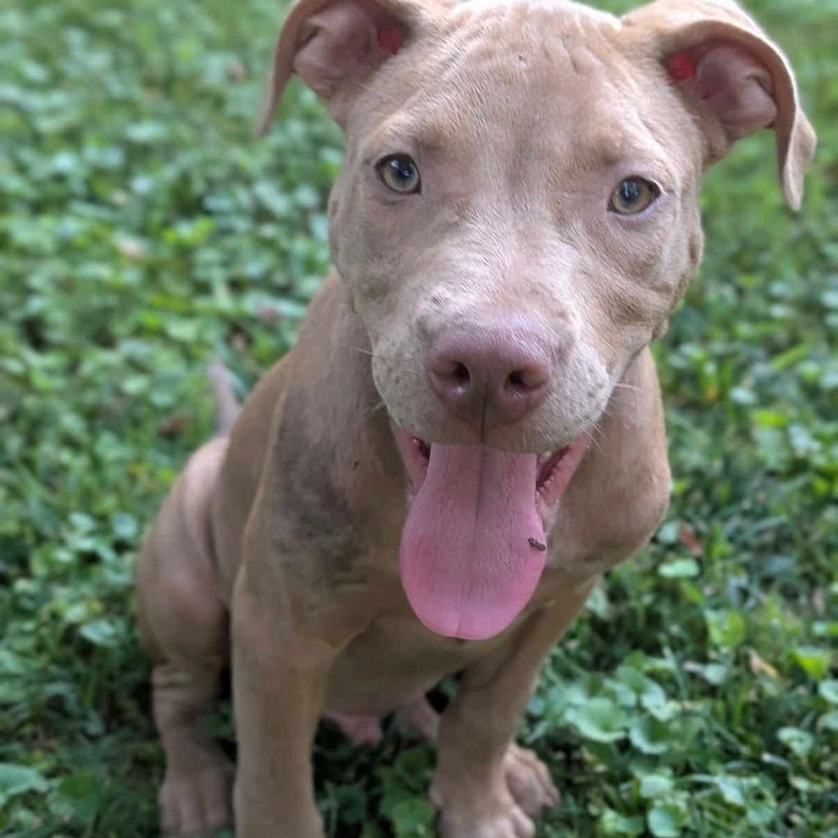 Harvey, Adoptable, Puppy Male Labrador Retriever.