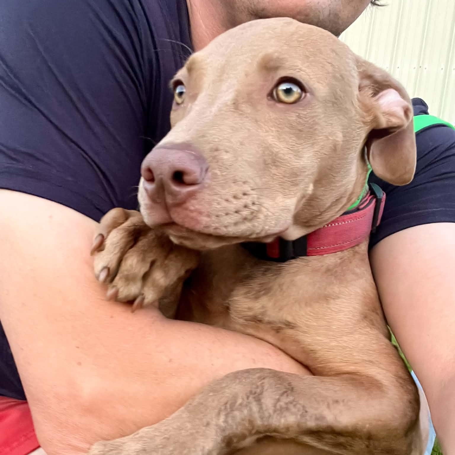 Enlarge Harvey, a Adoptable mixed breed in Williston, VT image 5/6