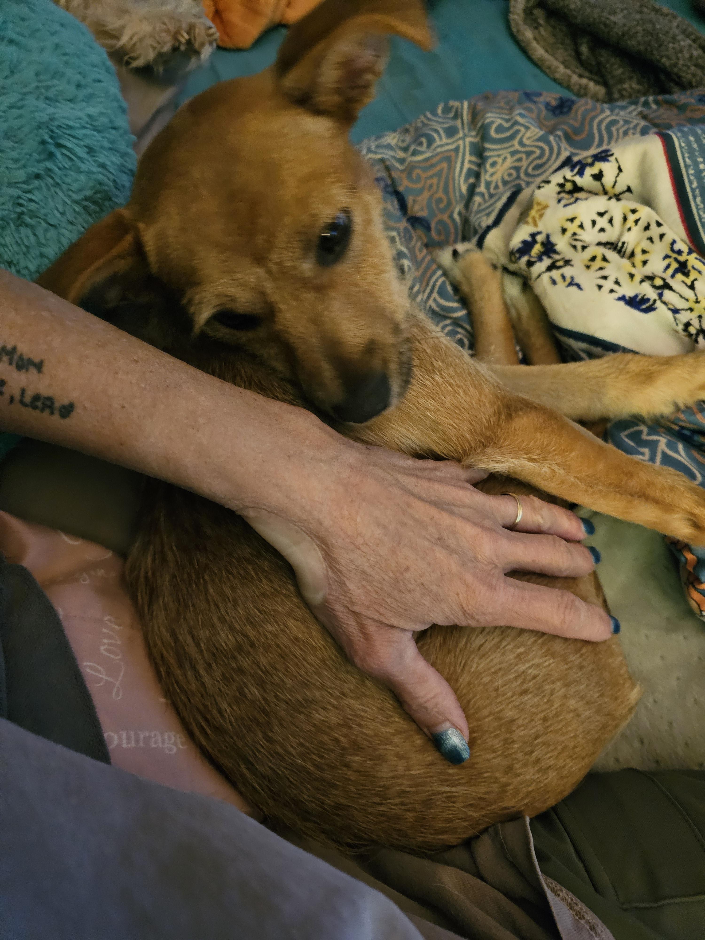 Dande, a ADOPTABLE mixed breed in Clovis, NM image 4/6