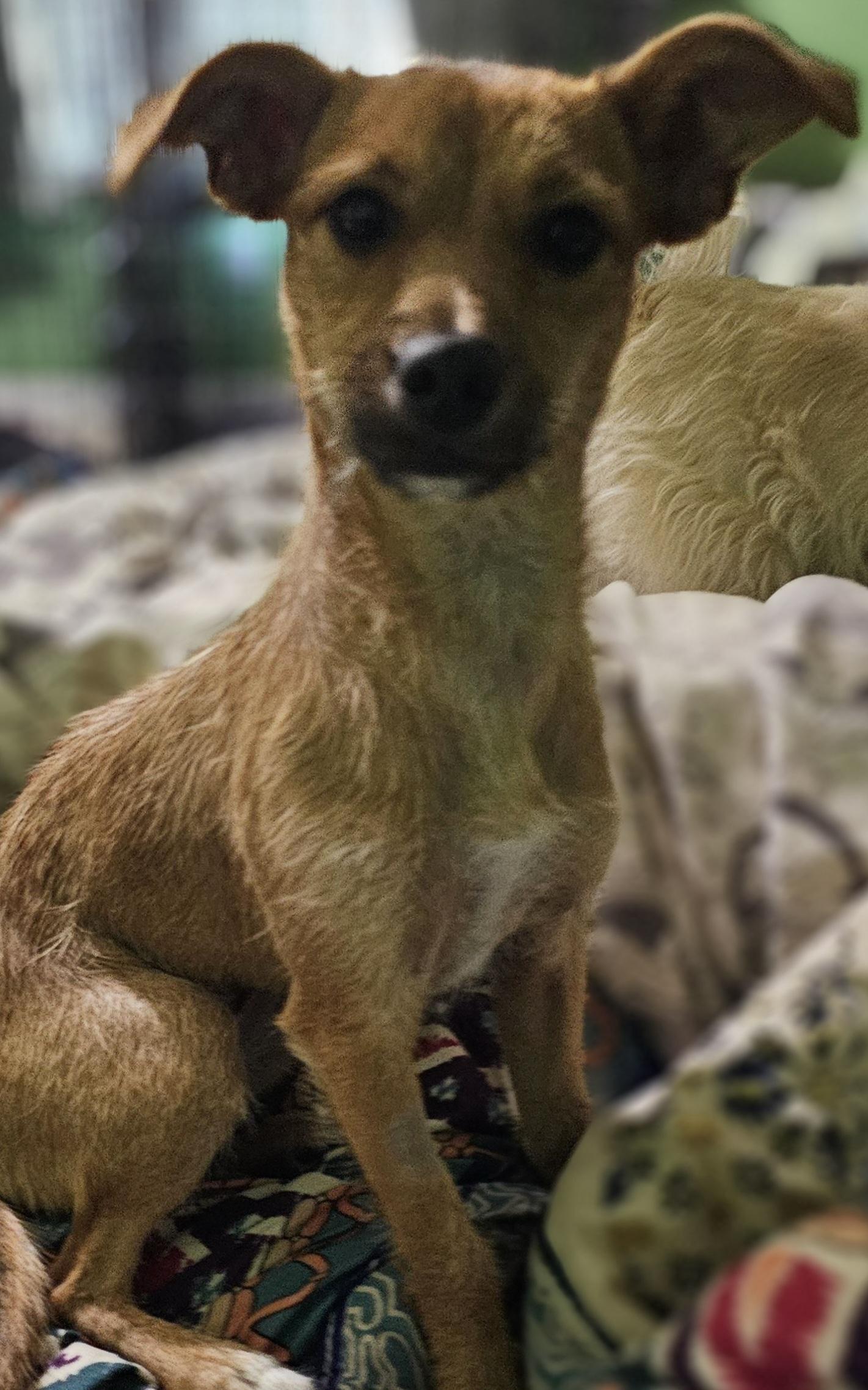 Dande, a ADOPTABLE mixed breed in Clovis, NM image 2/6