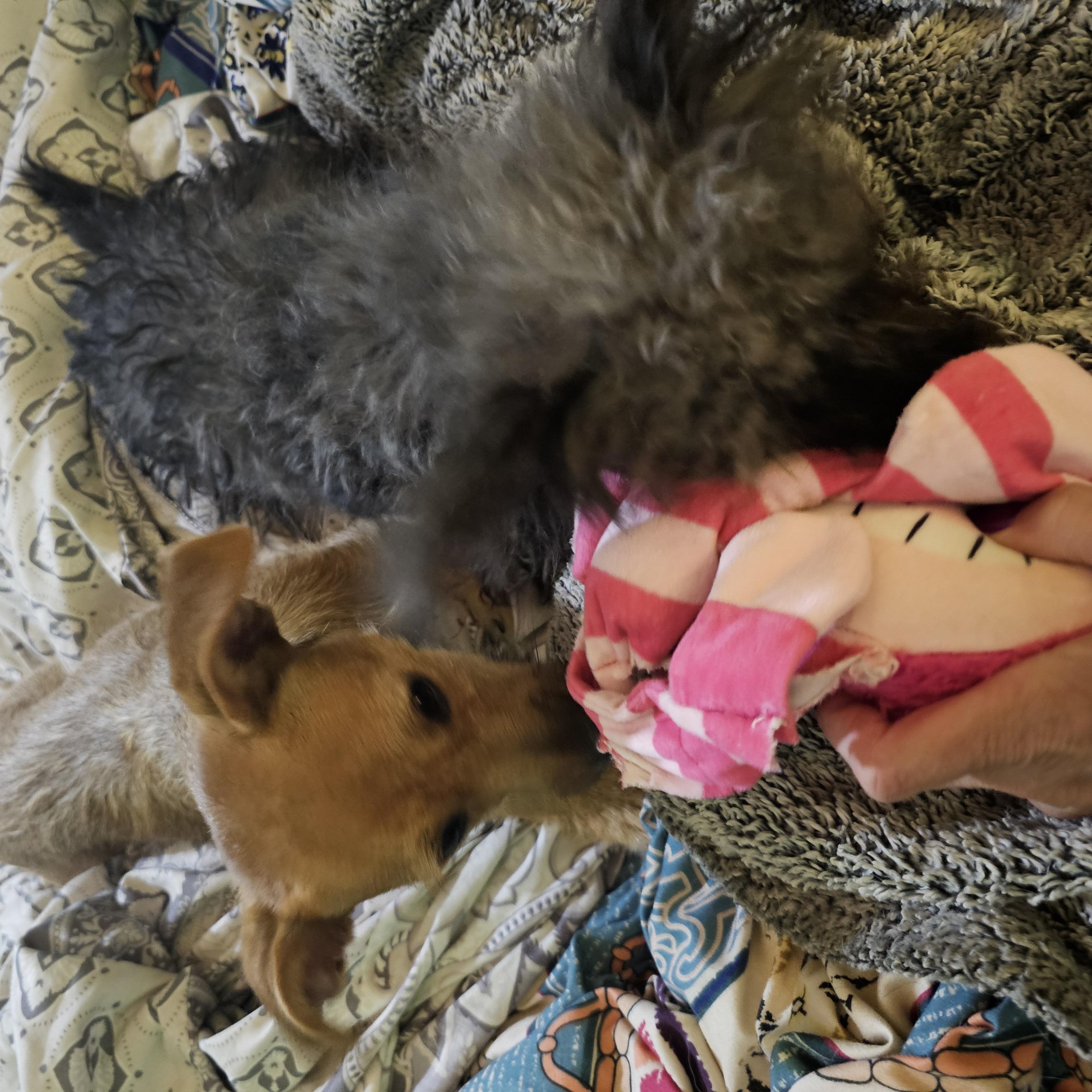 Dande, a ADOPTABLE mixed breed in Clovis, NM image 1/6