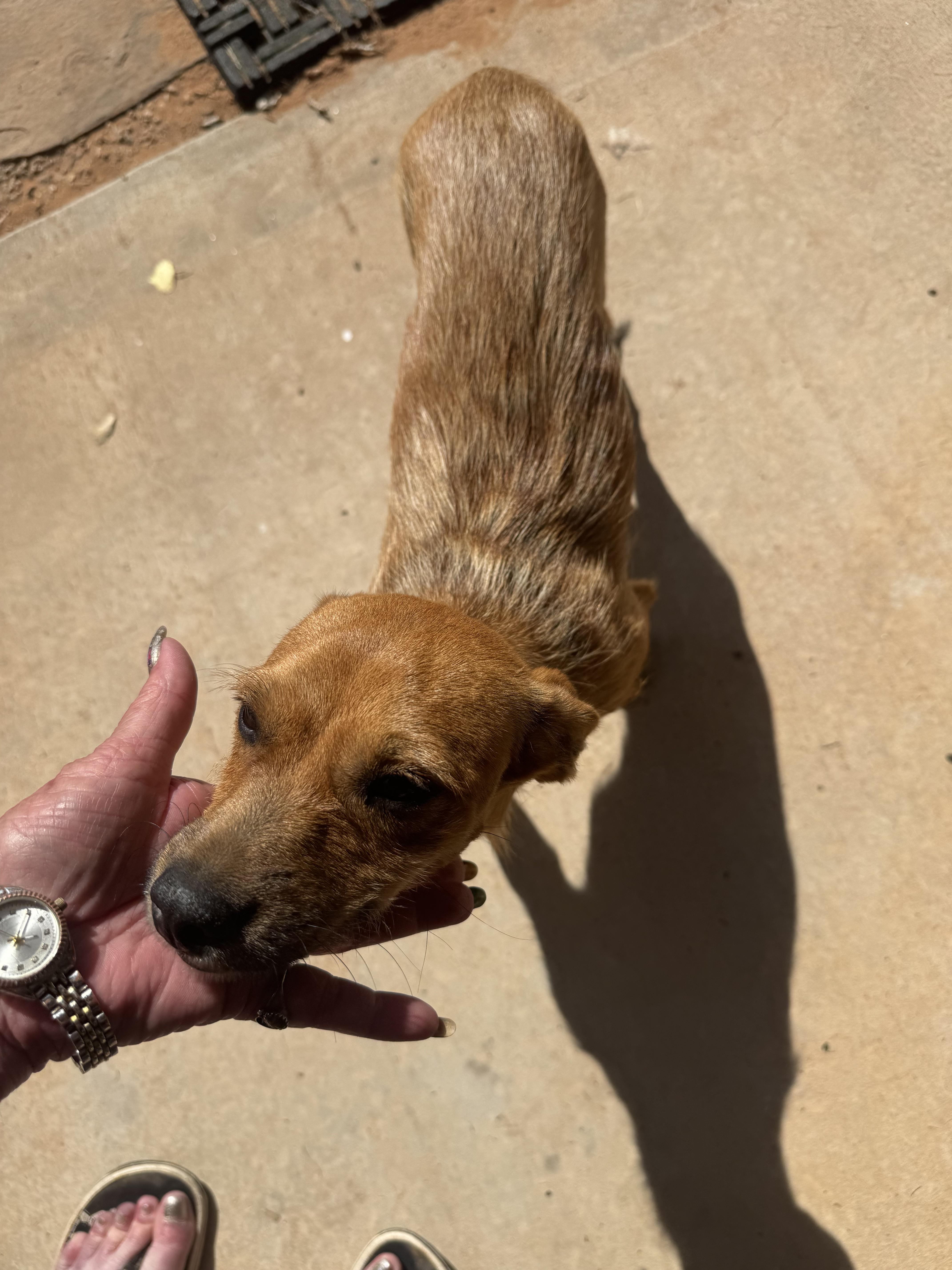 Dande, a ADOPTABLE mixed breed in Clovis, NM image 3/6