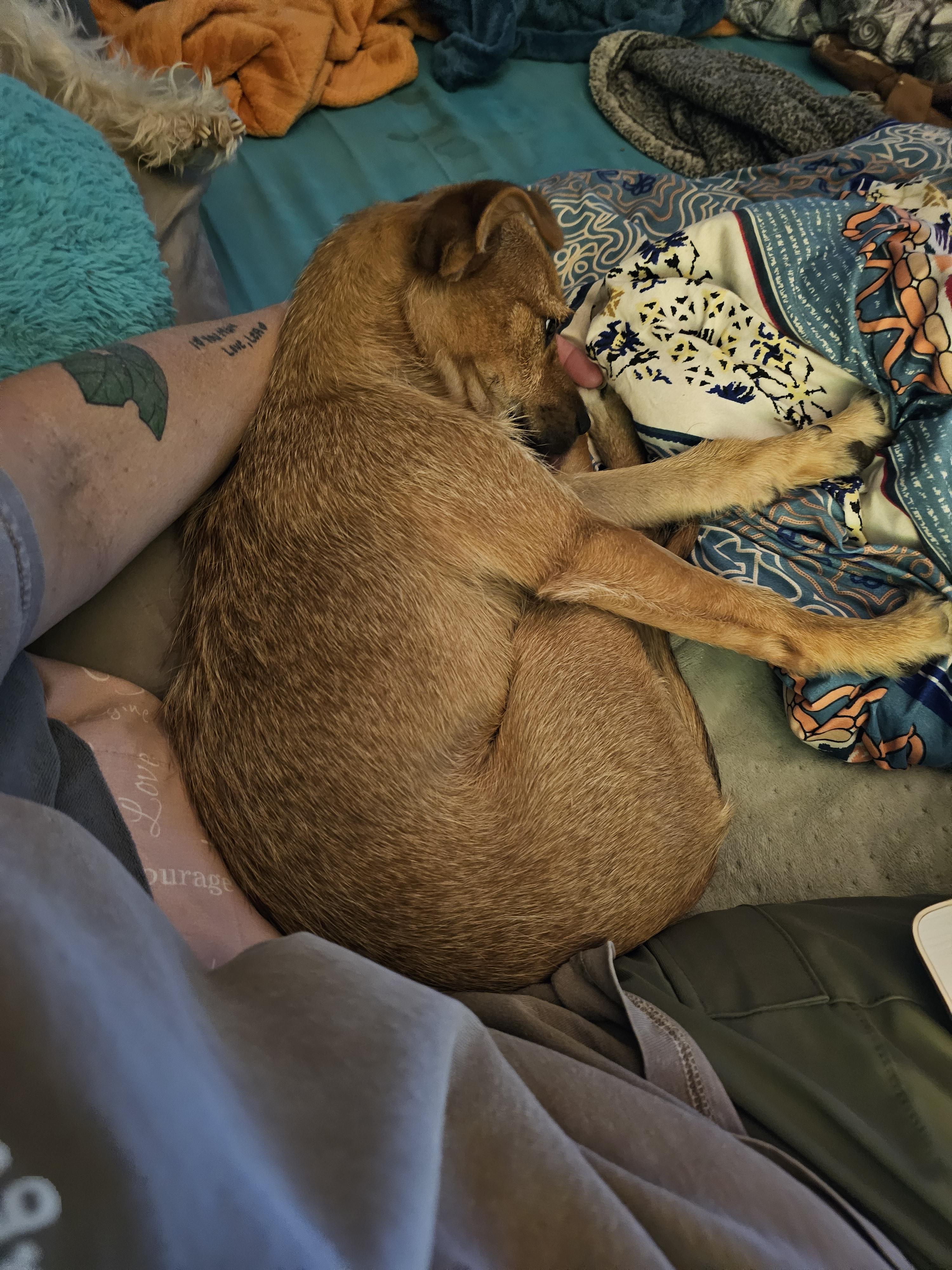 Dande, ADOPTABLE, Young Female Chihuahua & Yorkshire Terrier.