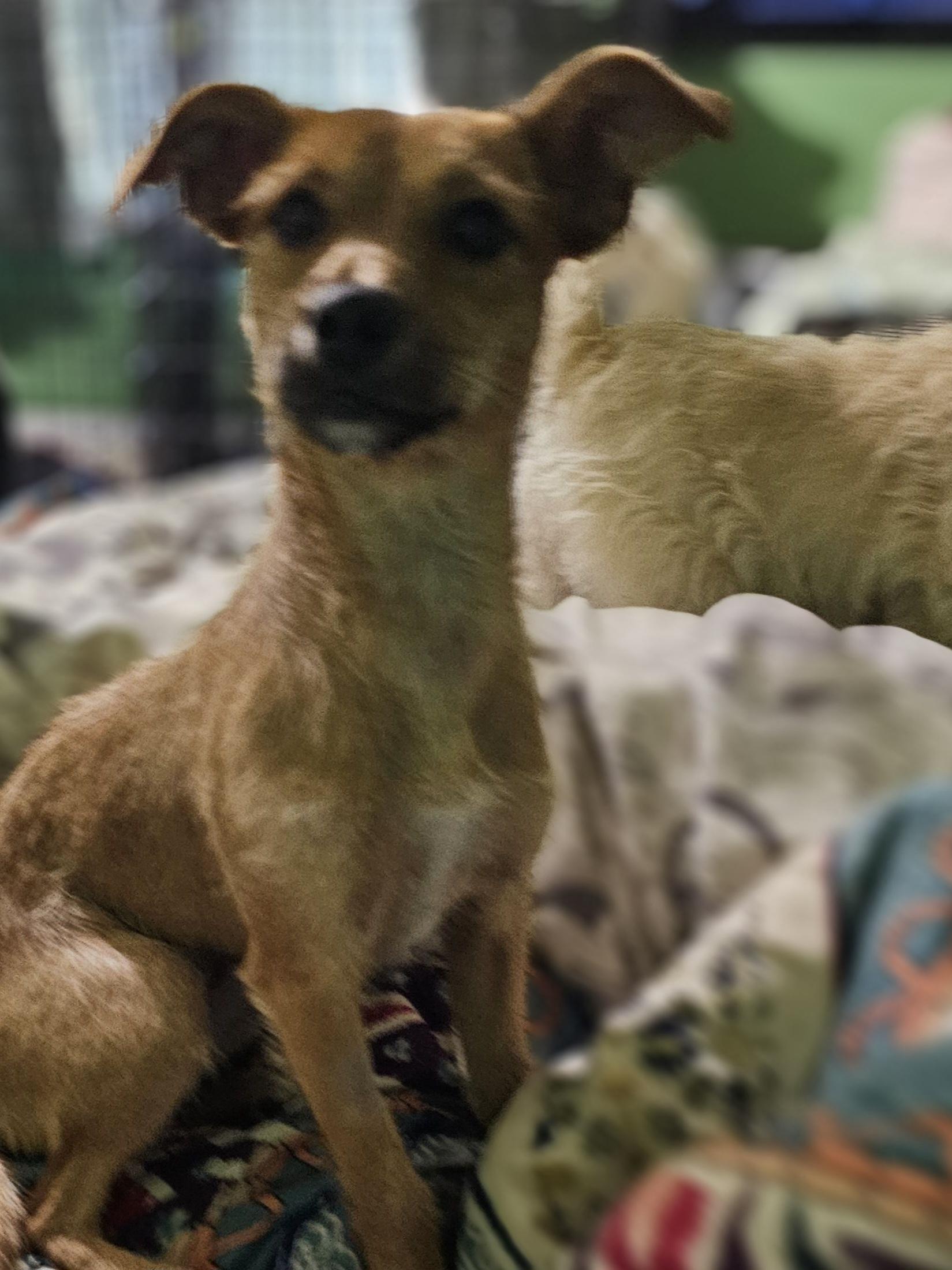 Dande, a ADOPTABLE mixed breed in Clovis, NM image 6/6