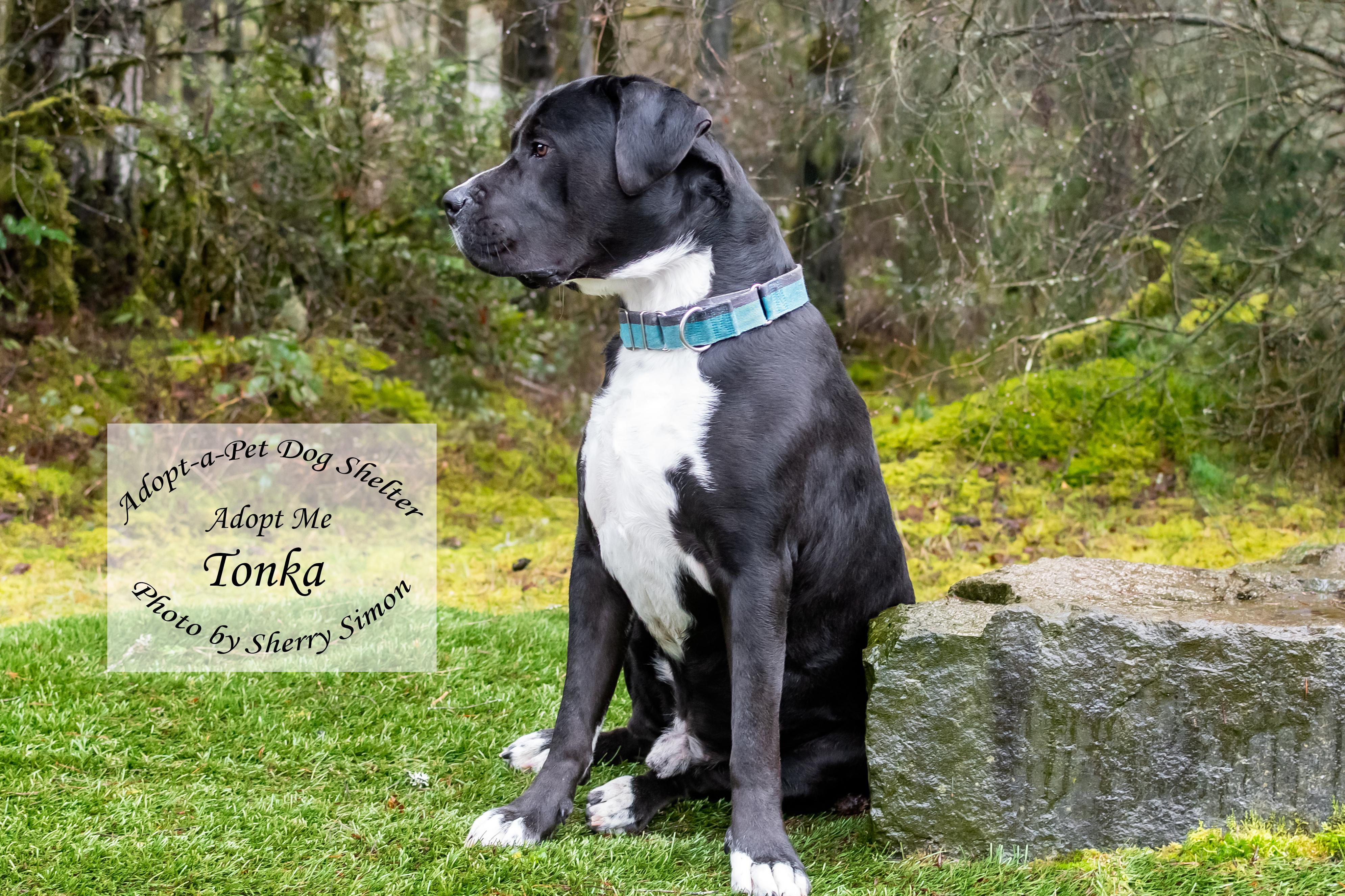 TONKA photo 3