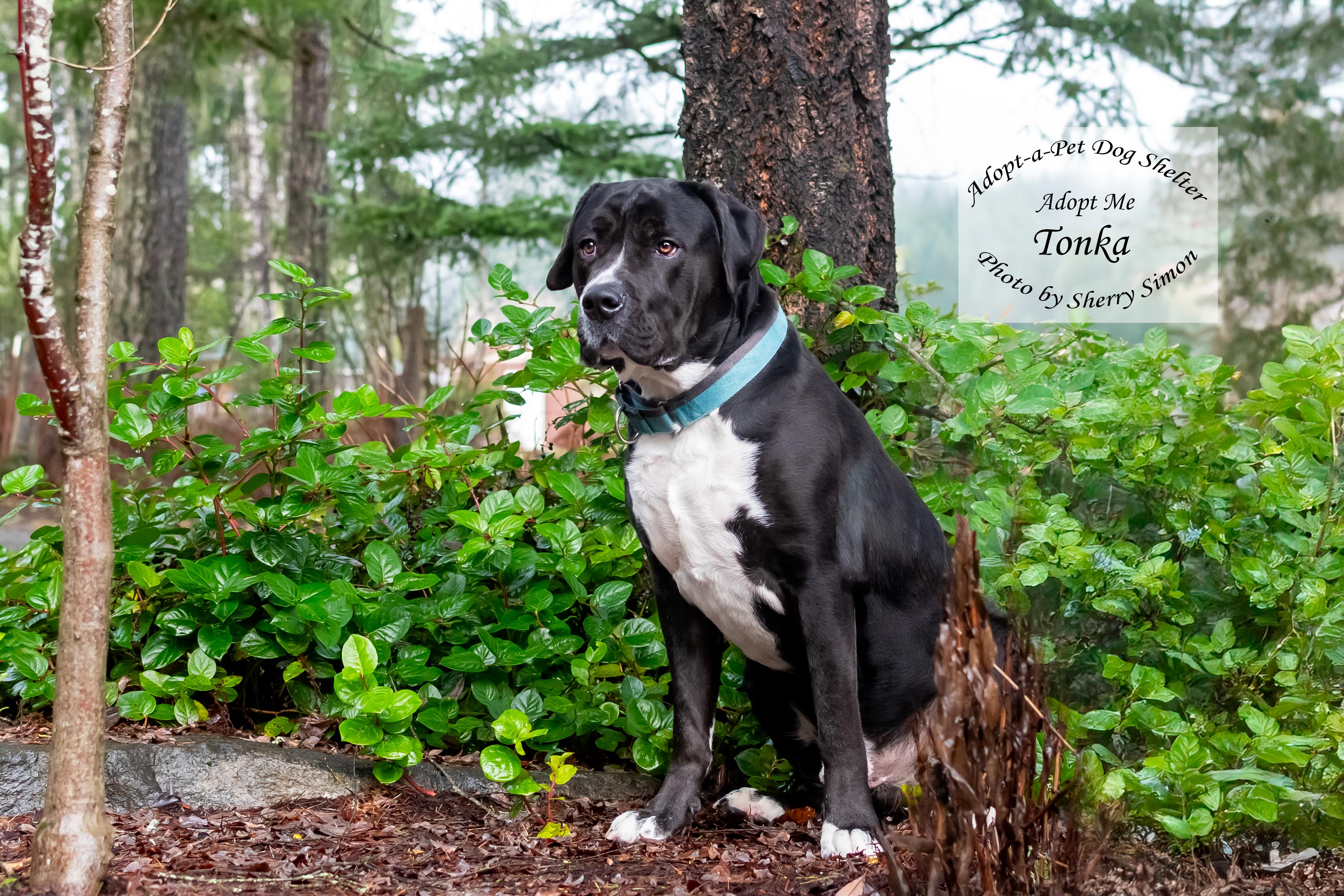 TONKA photo 4