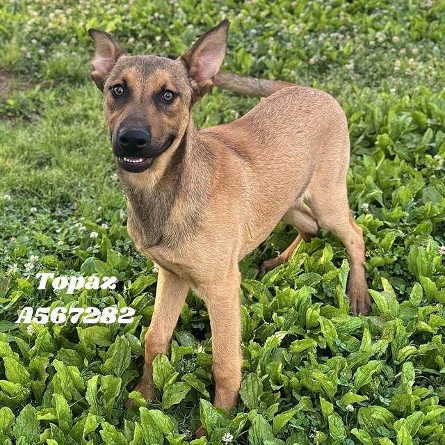 TOPAZ, Adoptable, Young Male German Shepherd Dog & Mixed Breed.