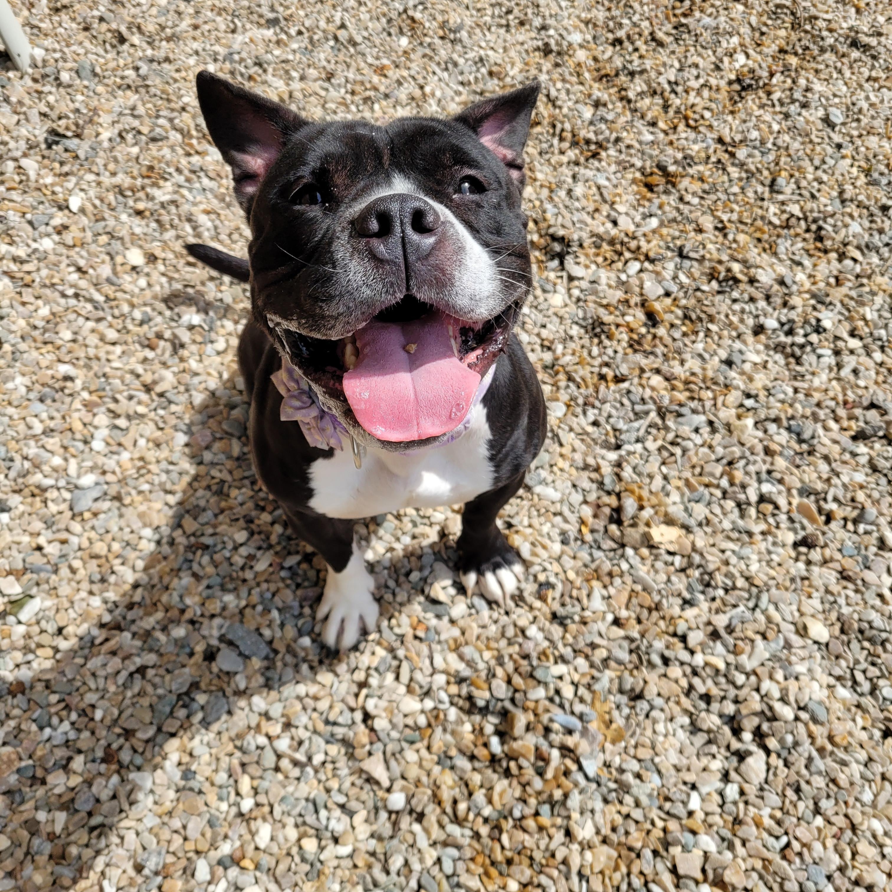 Enlarge Potato, a Adoptable mixed breed in Middlebury, CT image 1/3