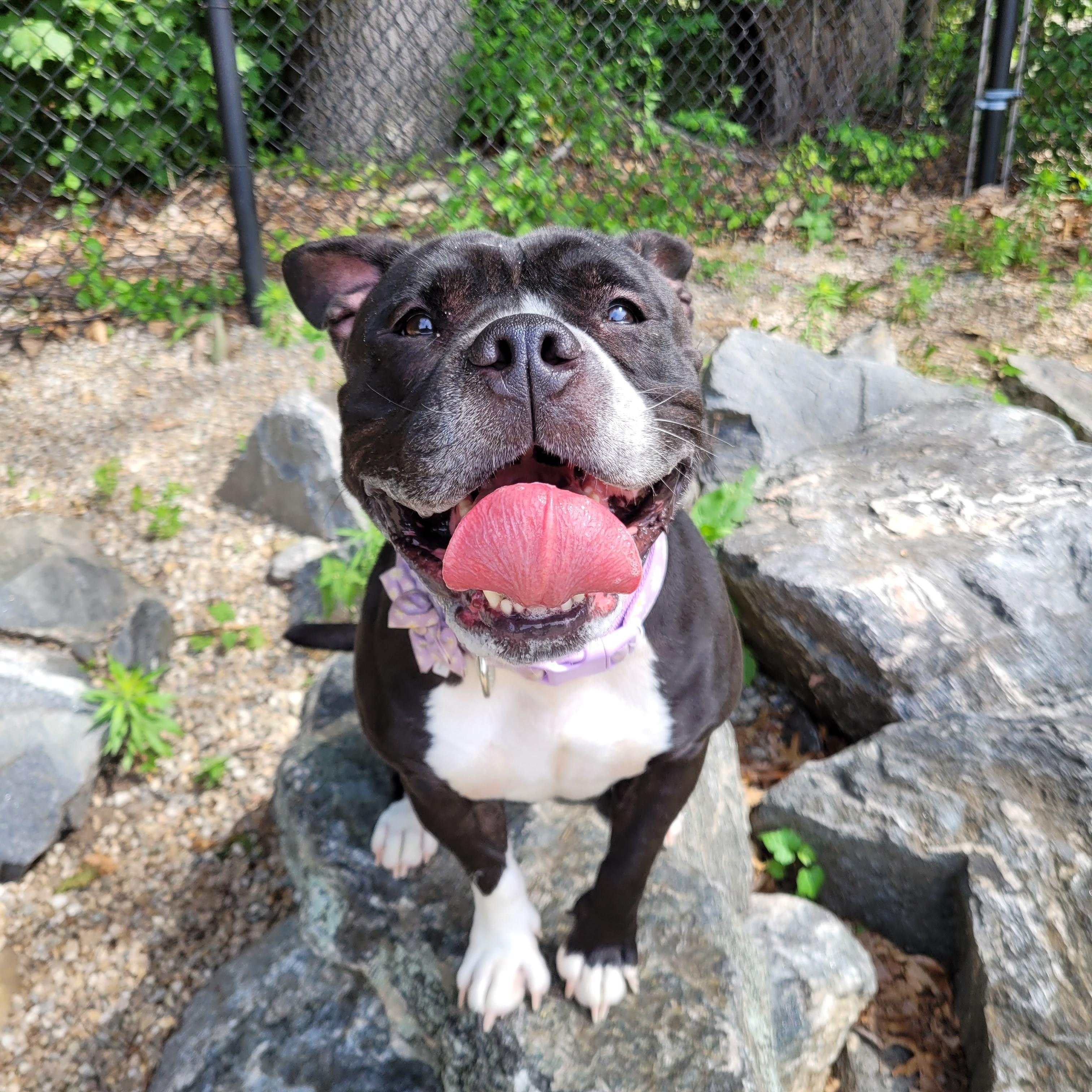 Enlarge Potato, a Adoptable mixed breed in Middlebury, CT image 3/3