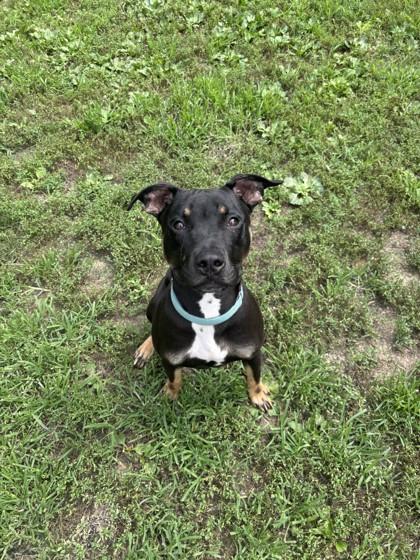 Buzz, ADOPTABLE, Young Male Pit Bull Terrier.