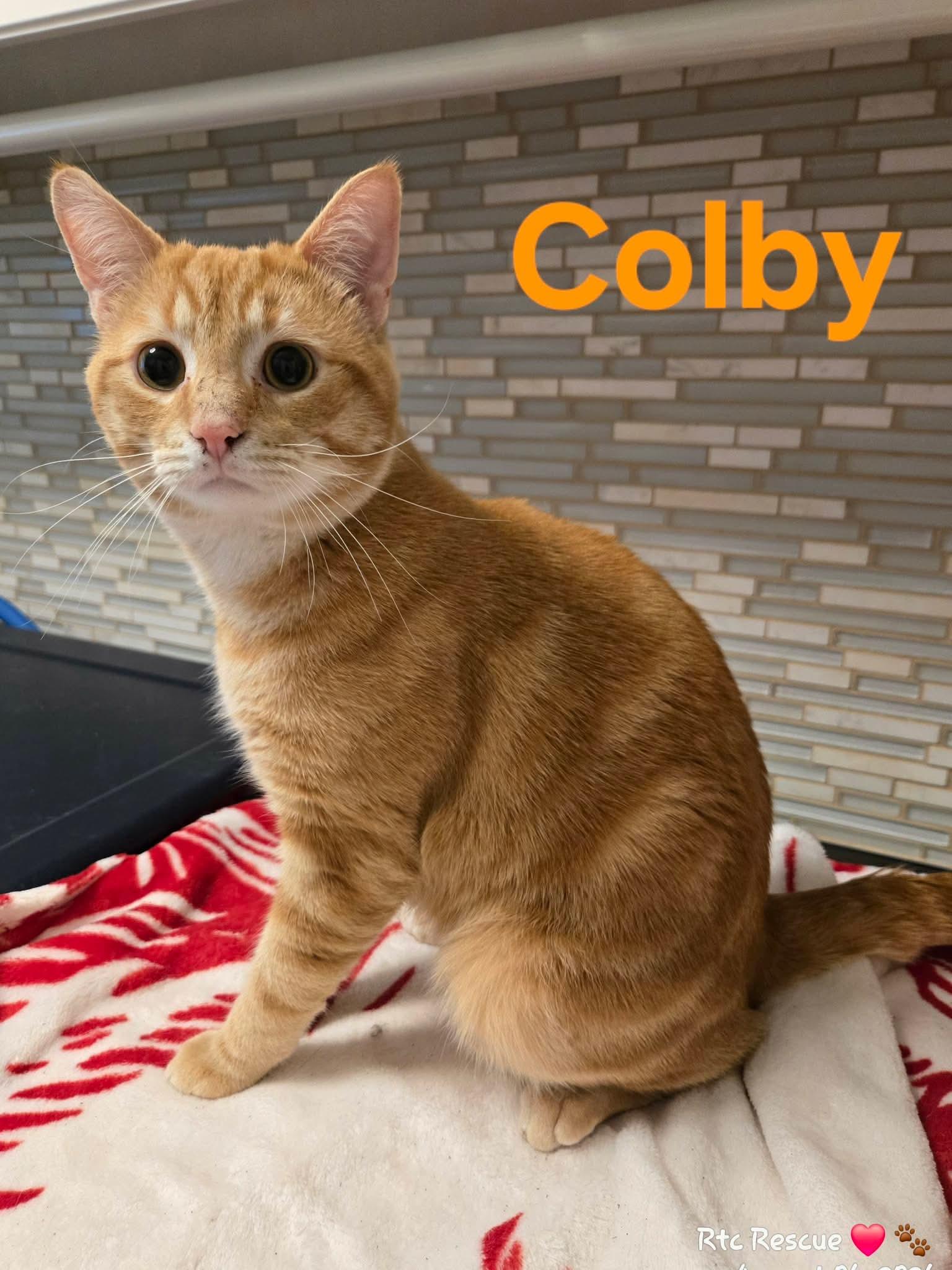 Colby, an adopted Domestic Short Hair in Shakespeare, ON image 1/6