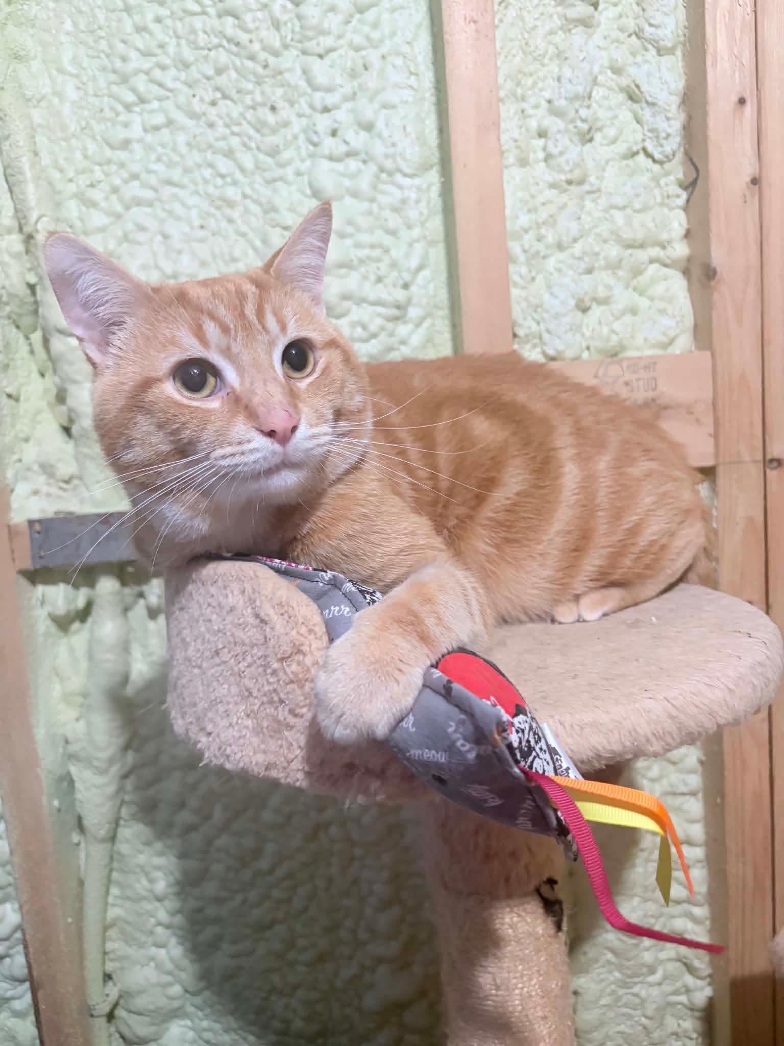 Colby, an adopted Domestic Short Hair in Shakespeare, ON image 5/6