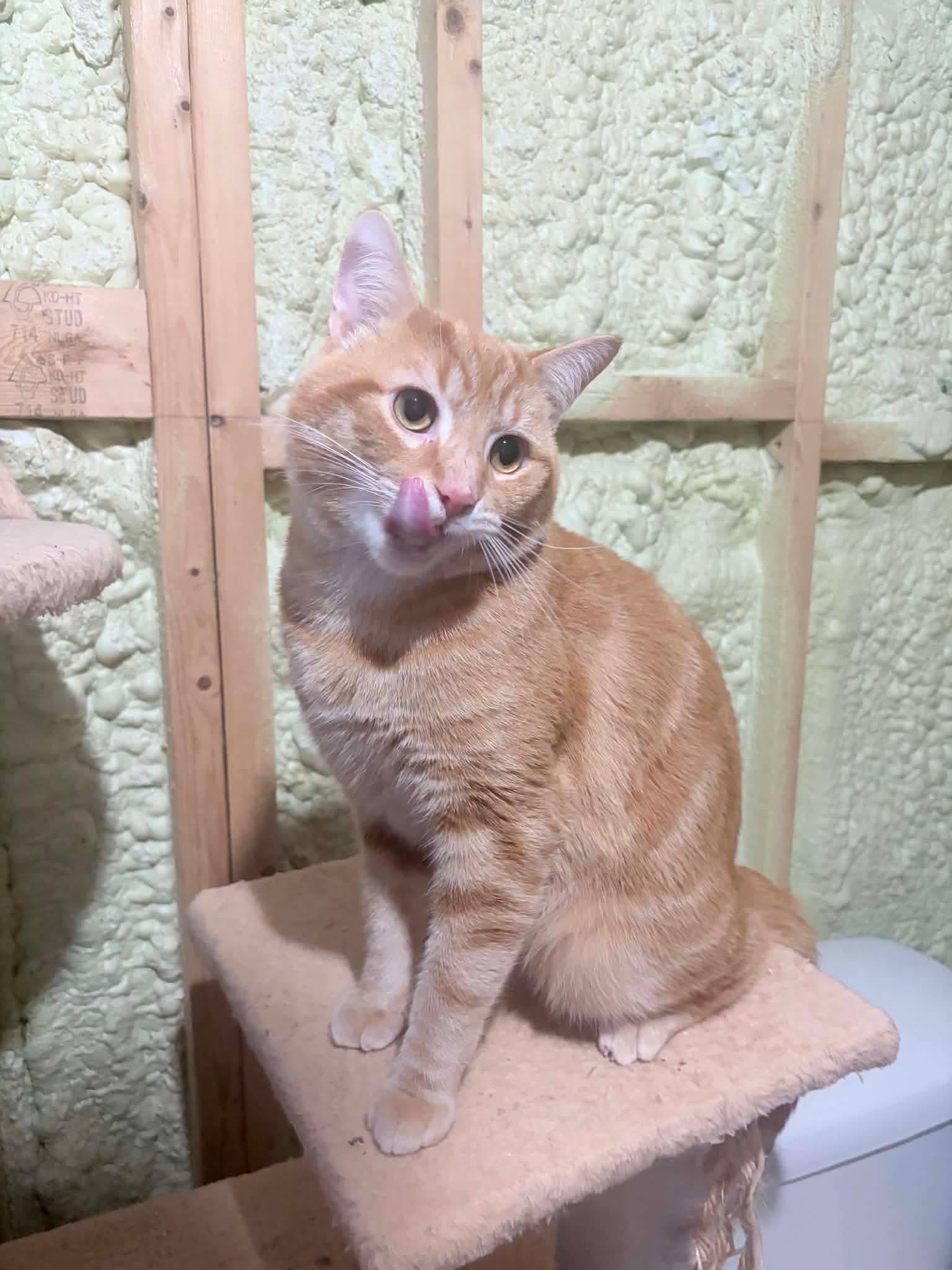 Colby, an adopted Domestic Short Hair in Shakespeare, ON image 6/6