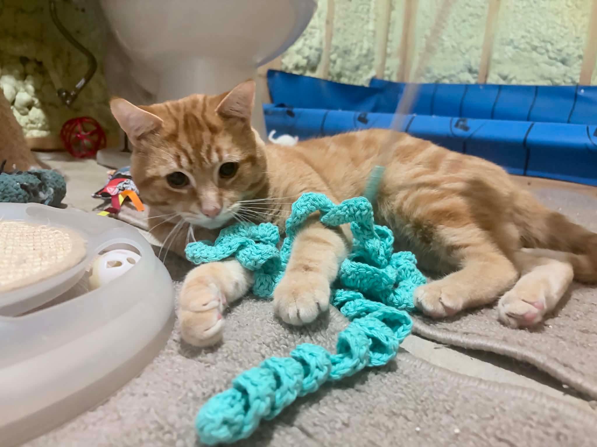 Colby, an adopted Domestic Short Hair in Shakespeare, ON image 2/6