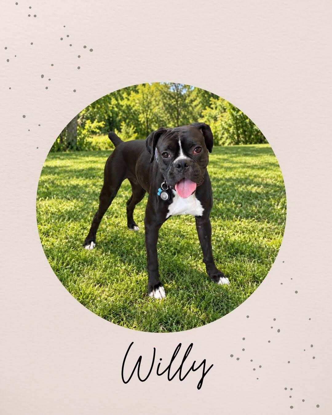 WILLY, Adoptable, Adult Male Boxer.