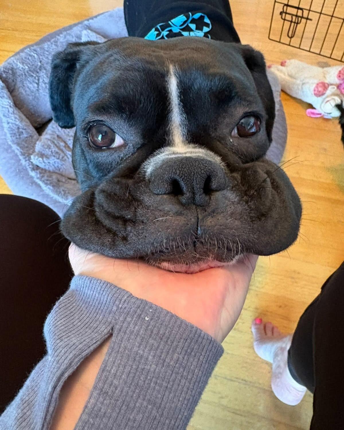 Enlarge WILLY, a Adoptable Boxer in Coquitlam, BC image 6/6