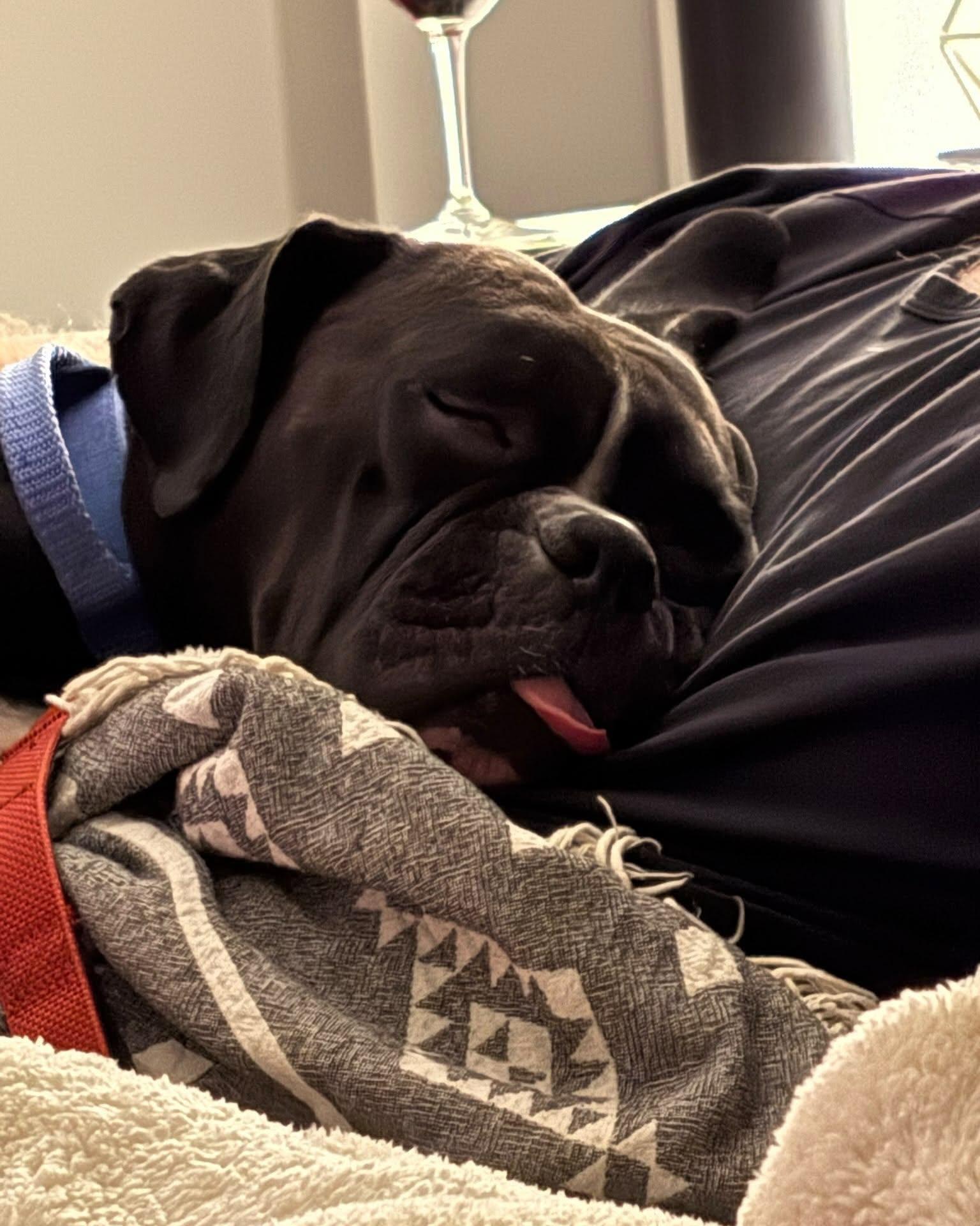 Enlarge WILLY, a Adoptable Boxer in Coquitlam, BC image 5/6