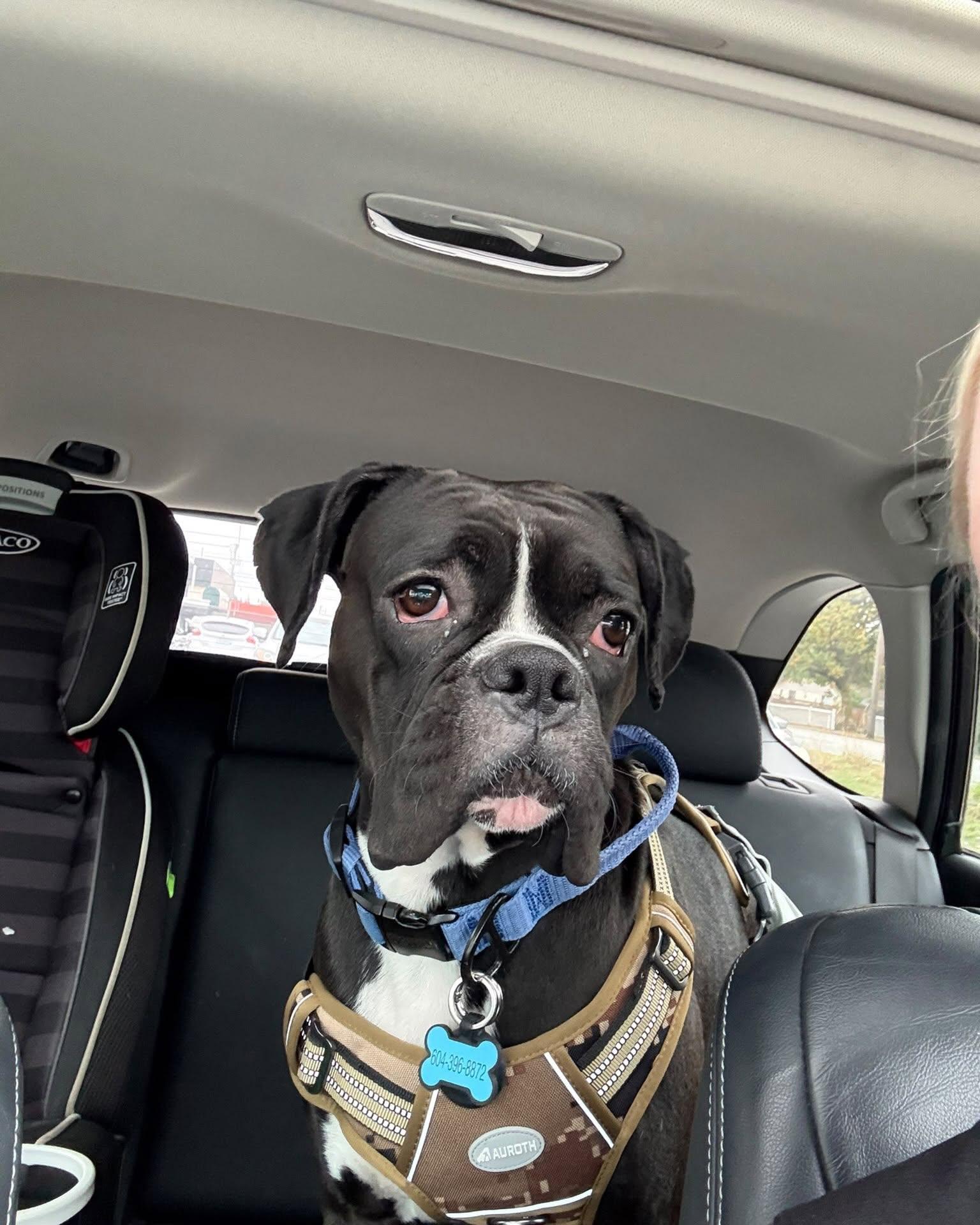 Enlarge WILLY, a Adoptable Boxer in Coquitlam, BC image 3/6