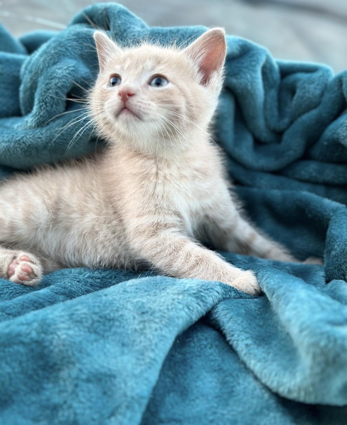 Marvin, a ADOPTABLE mixed breed in Morristown, TN image 2/3