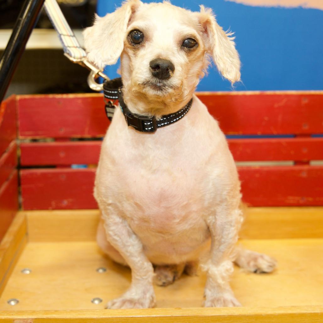 ROLLO, Adopted, Senior Male Poodle.