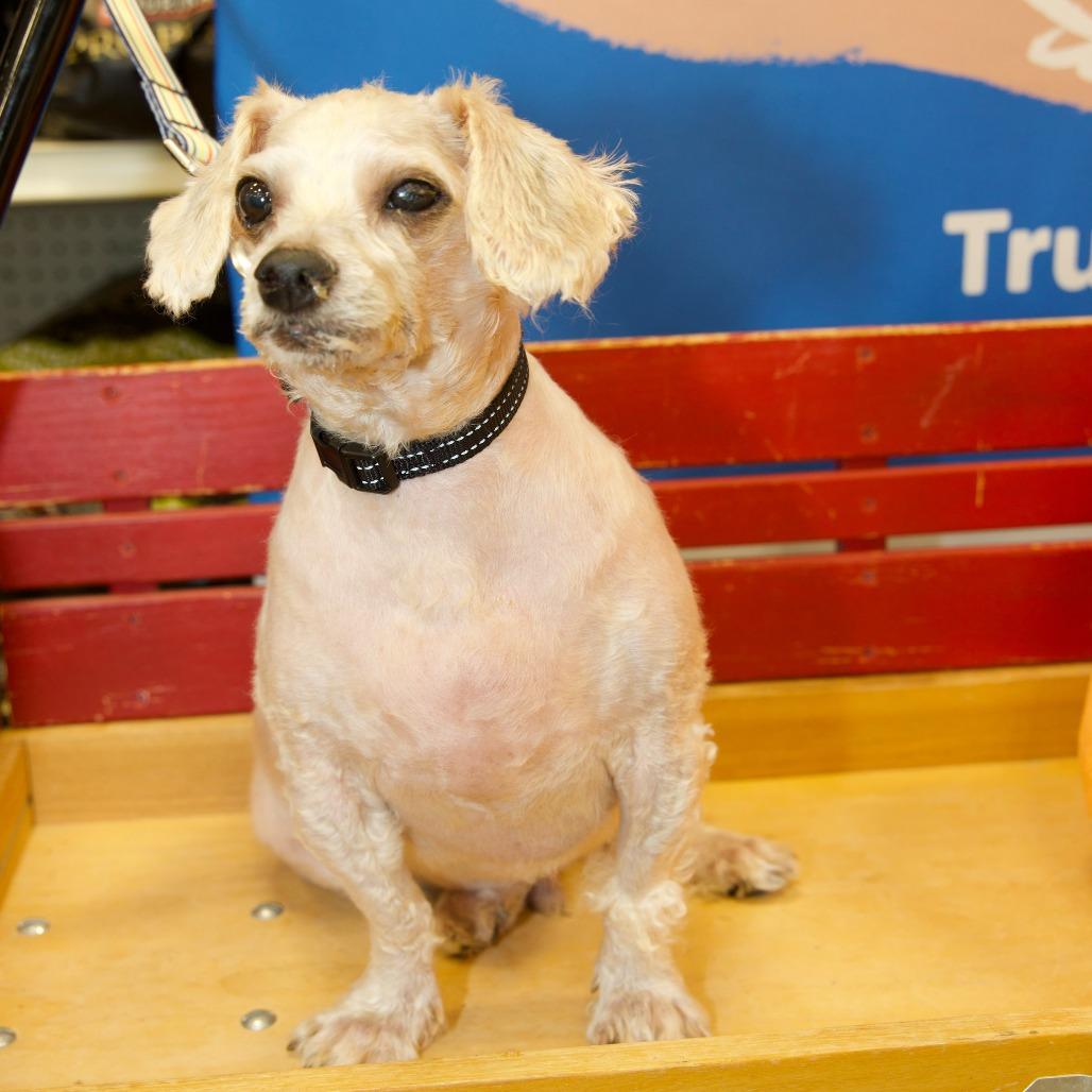 Enlarge ROLLO, a Adopted Poodle in Berlin, NJ image 2/5
