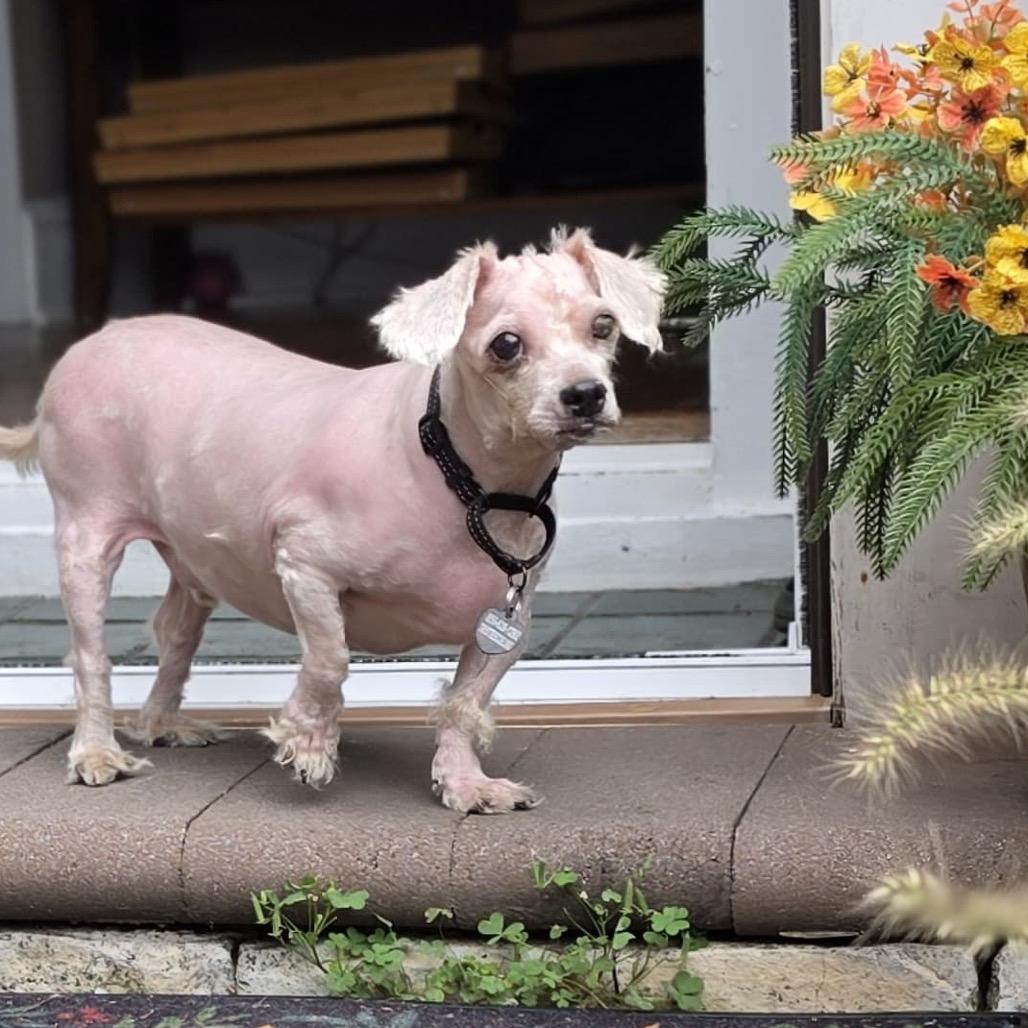 Enlarge ROLLO, a Adopted Poodle in Berlin, NJ image 3/5