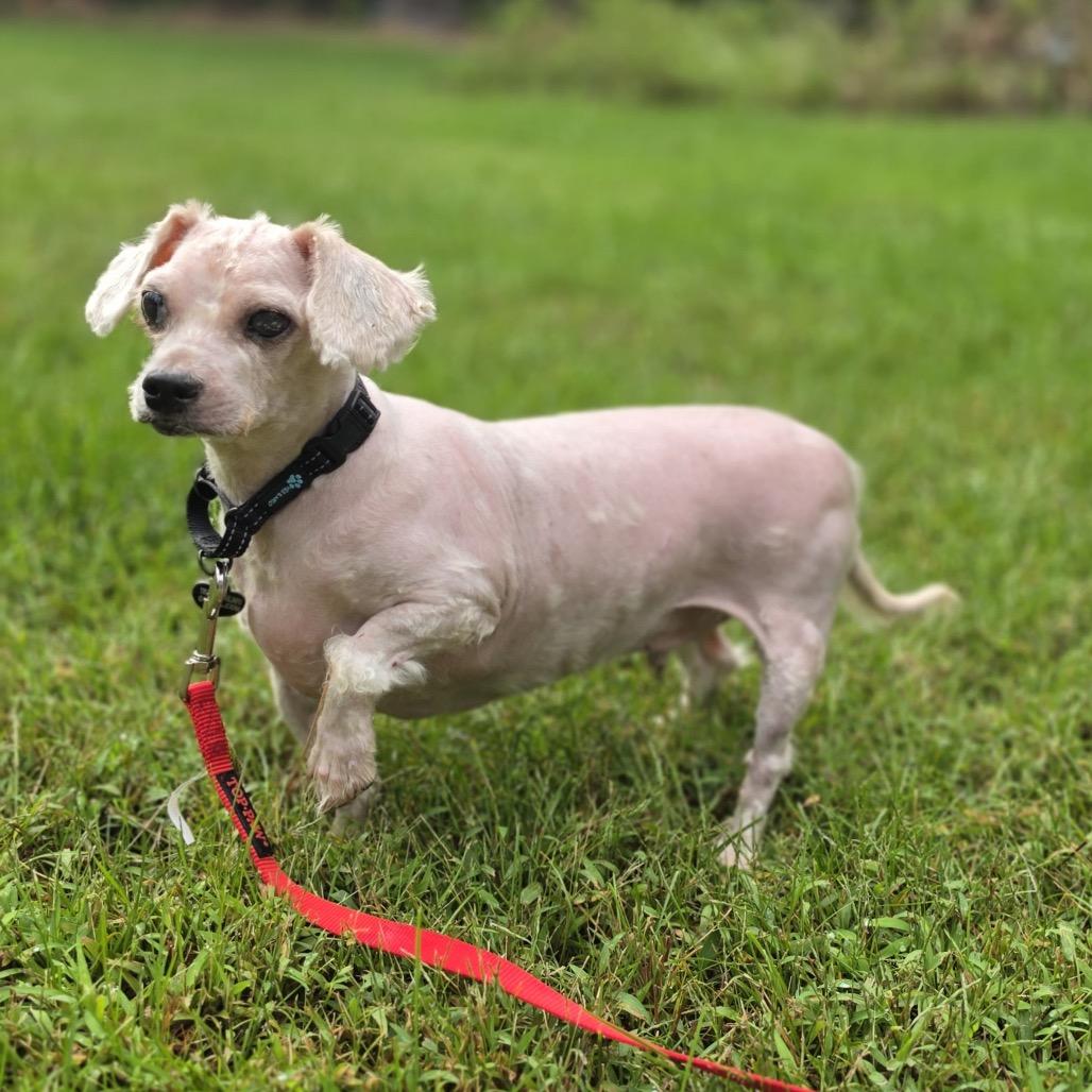 Enlarge ROLLO, a Adopted Poodle in Berlin, NJ image 4/5