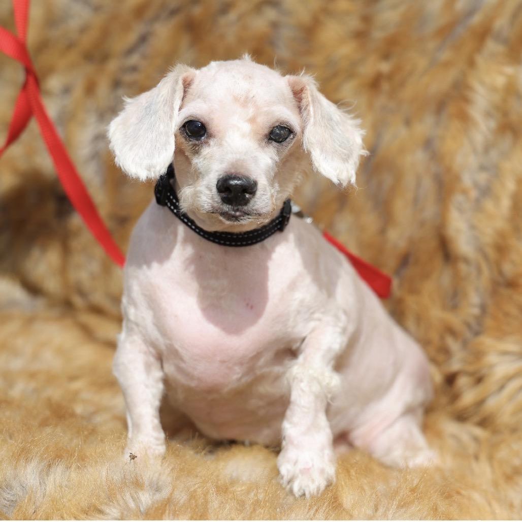 Enlarge ROLLO, a Adopted Poodle in Berlin, NJ image 5/5