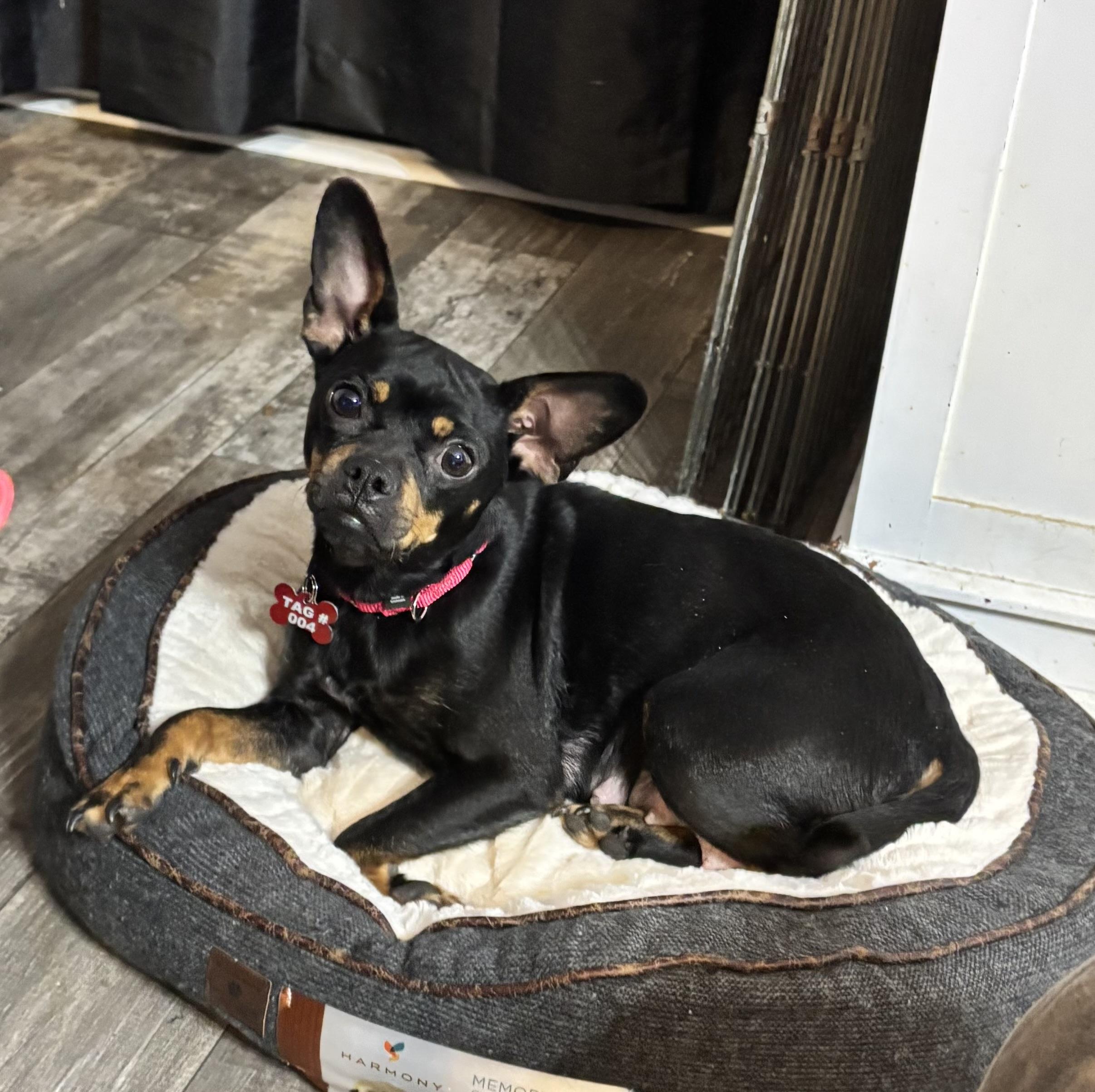 Lainey, Adoptable, Adult Female Chihuahua & Pug.