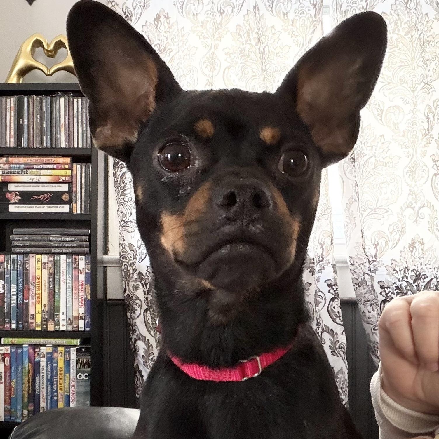 Enlarge Lainey, an adopted mixed breed in Hamilton , NJ image 2/3